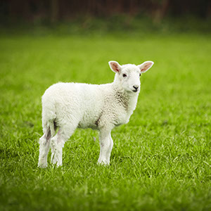 A baby lamb